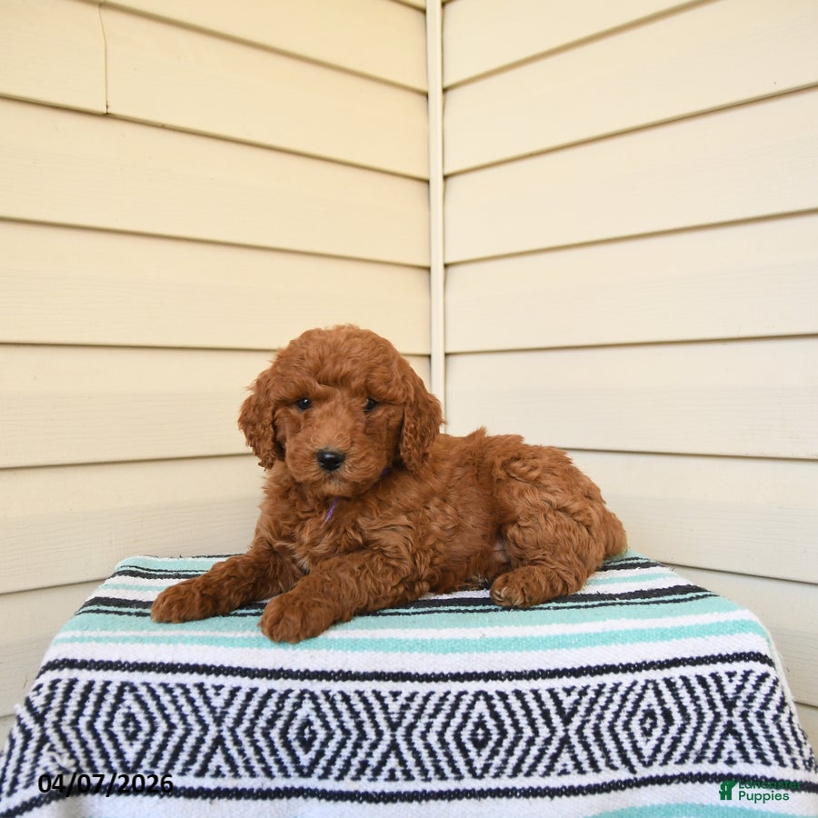 Goldendoodle dogs Wally - Ad 2