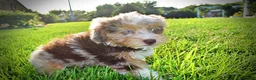 Havapoo dogs for sale: Elektra - Ad 3