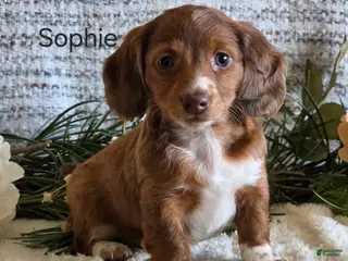 Miniature Dachshund dogs Sophie - Ad 23