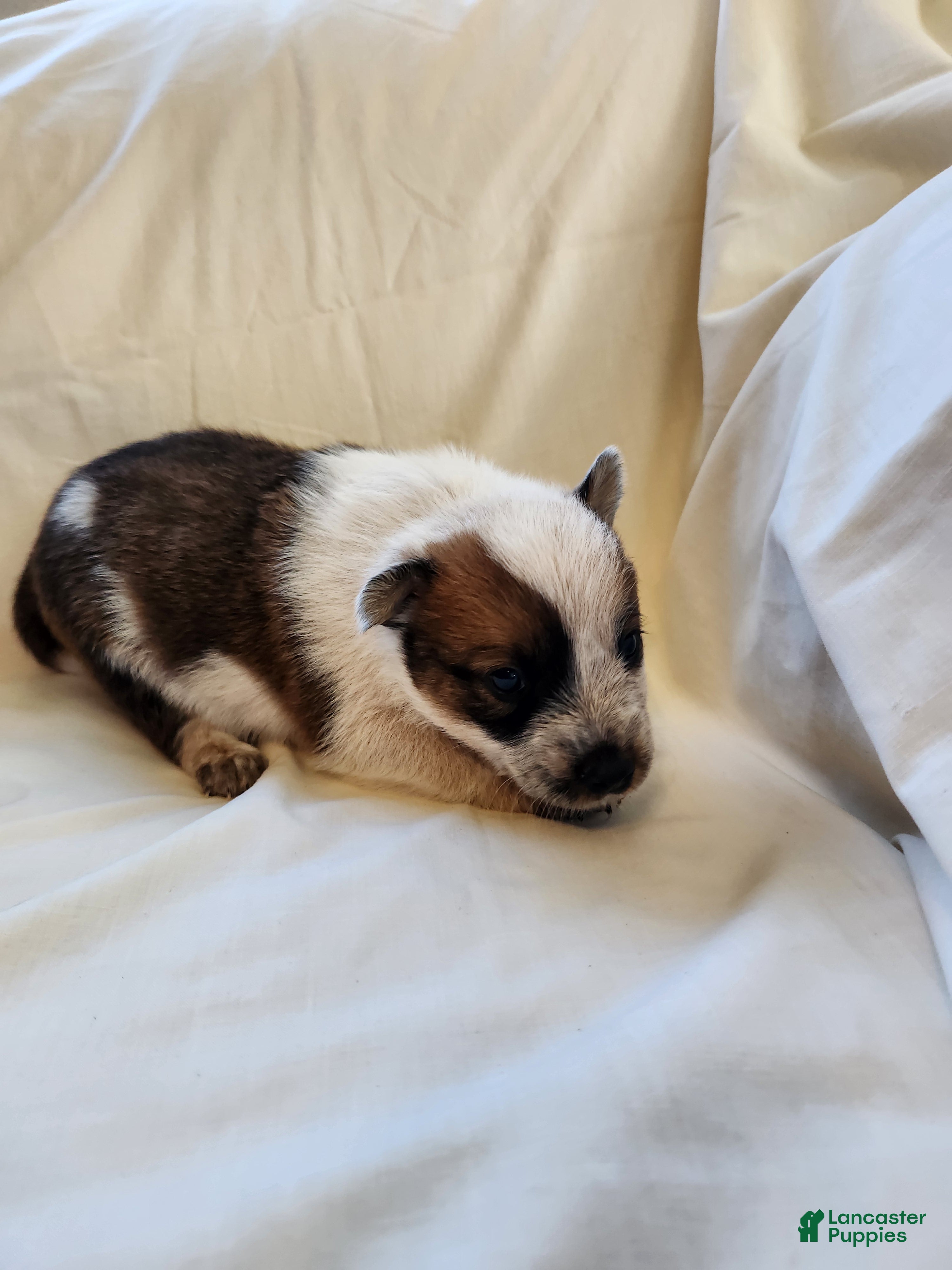 Australian Cattle Dog dogs Australian Cattle Dog Puppy 5 - Ad 28