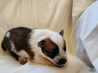 Australian Cattle Dog dogs Australian Cattle Dog Puppy 5 - Ad 7