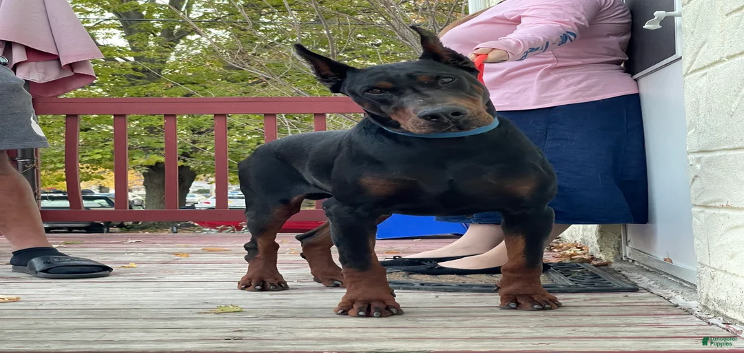 Gallery Image {{count}}