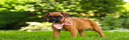 Boxer dogs for sale: Lily - Ad 7
