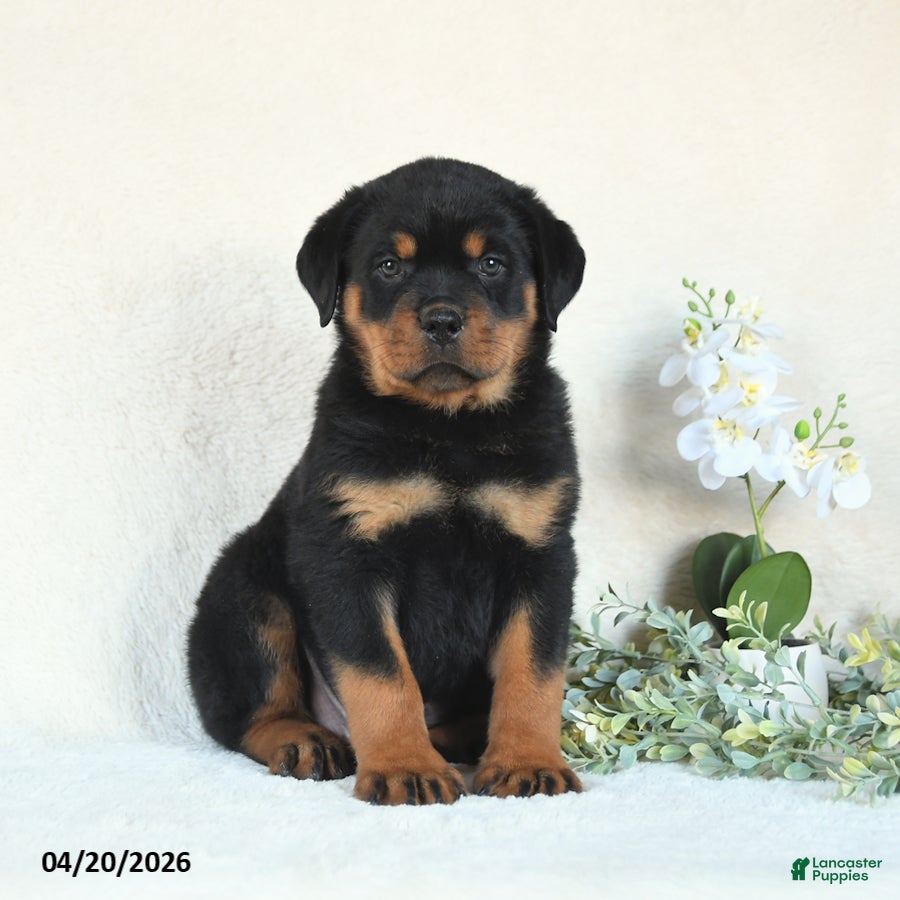 Rottweiler dogs Clay - Ad 1