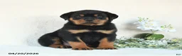 Rottweiler dogs for sale: Clay - Ad 1
