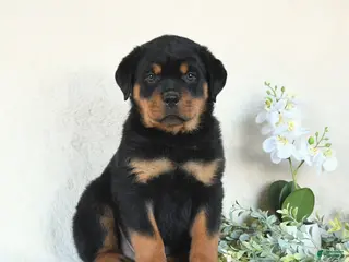 Rottweiler dogs for sale: Clay - Ad 1
