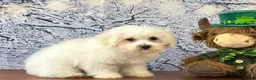 Bichon Frise dogs for sale: Finn - Ad 2