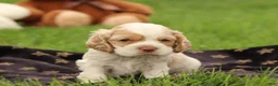 Cocker Spaniel dogs for sale: Hickory - Ad 1
