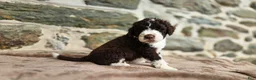 Portuguese Water Dog dogs for sale: Elizabeth - Ad 7