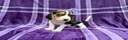 Beagle dogs for sale: Pooh - Ad 3