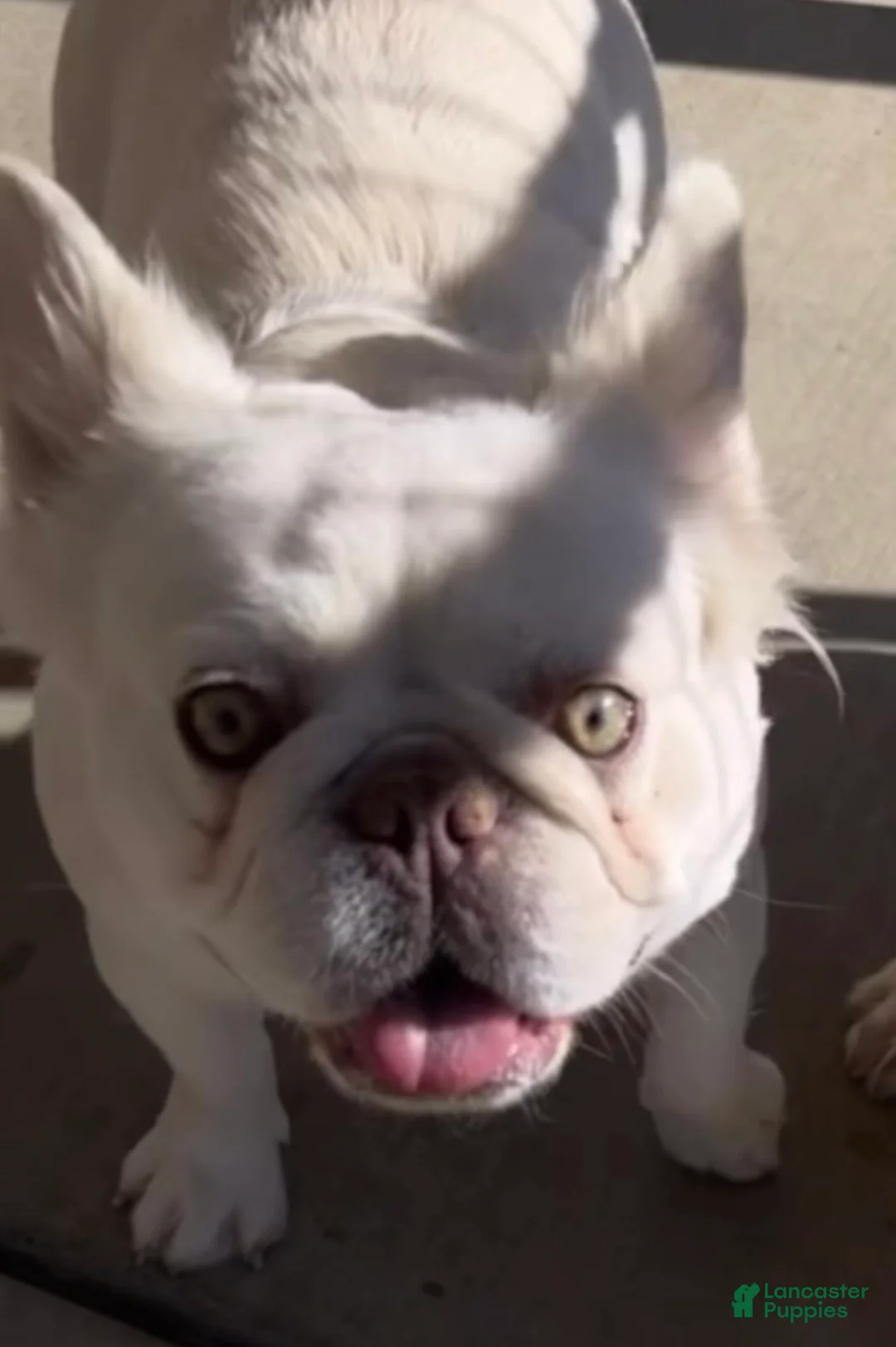 French Bulldog dogs for sale: French Bulldog Puppy 1 - Ad 7