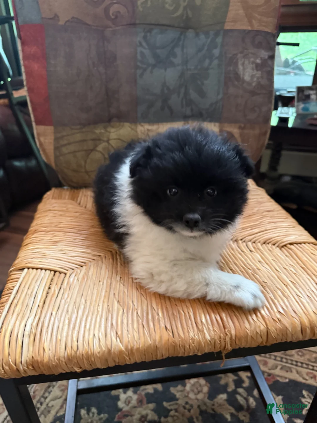 Pomeranian dogs for sale: Pomeranian Puppy 2 - Ad 3