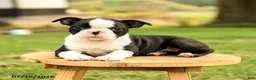 Boston Terrier dogs for sale: Brooklyn - Ad 4