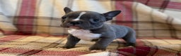 Frenchton dogs for sale: Tina - Ad 3