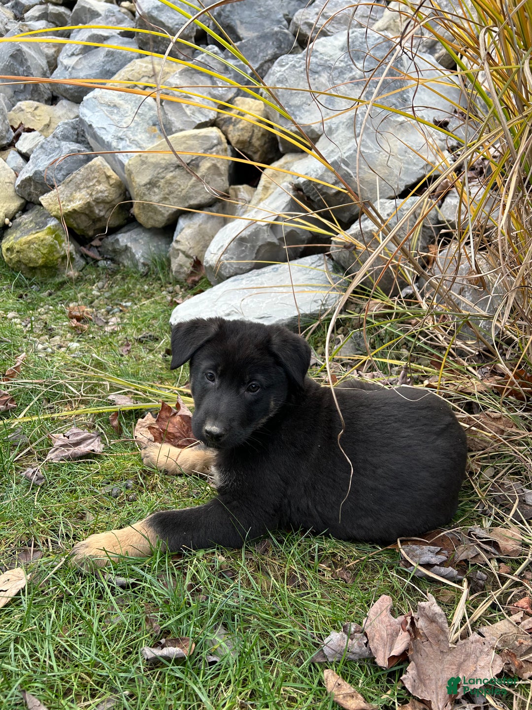 German Shepherd dogs for sale: Falcon  - Ad 3