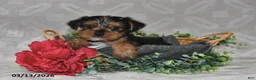 Yorkshire Terrier dogs for sale: Bryson - Ad 3