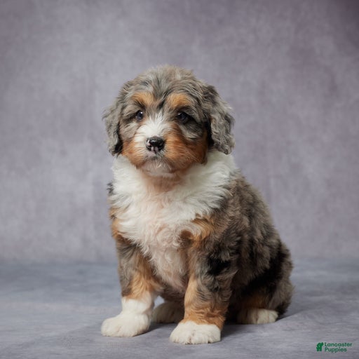 Gallery Image {{count}}