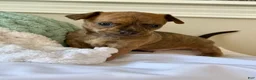 Chihuahua dogs for sale: Sully - Ad 4