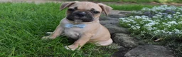 Frug dogs for sale: Mario  - Ad 5