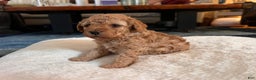 Toy Poodle dogs for sale: Leonardo - Ad 1