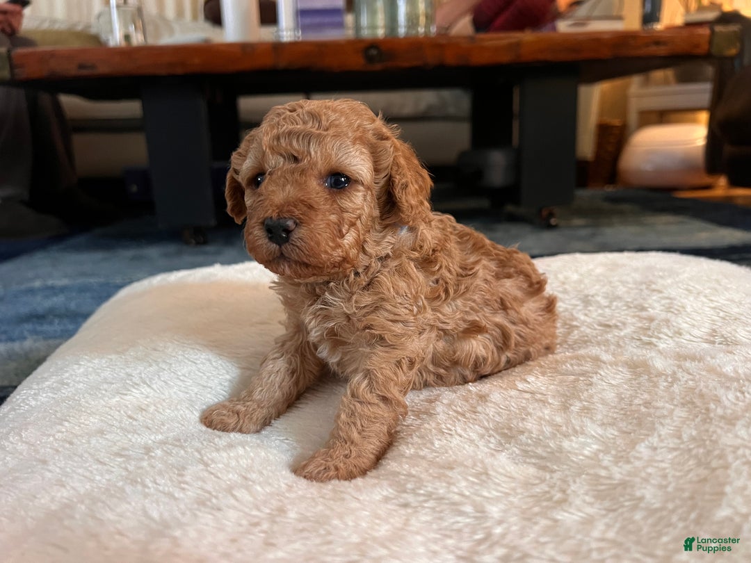 Toy Poodle dogs for sale: Leonardo - Ad 1