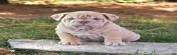 English Bulldog dogs for sale: Flash - Ad 4