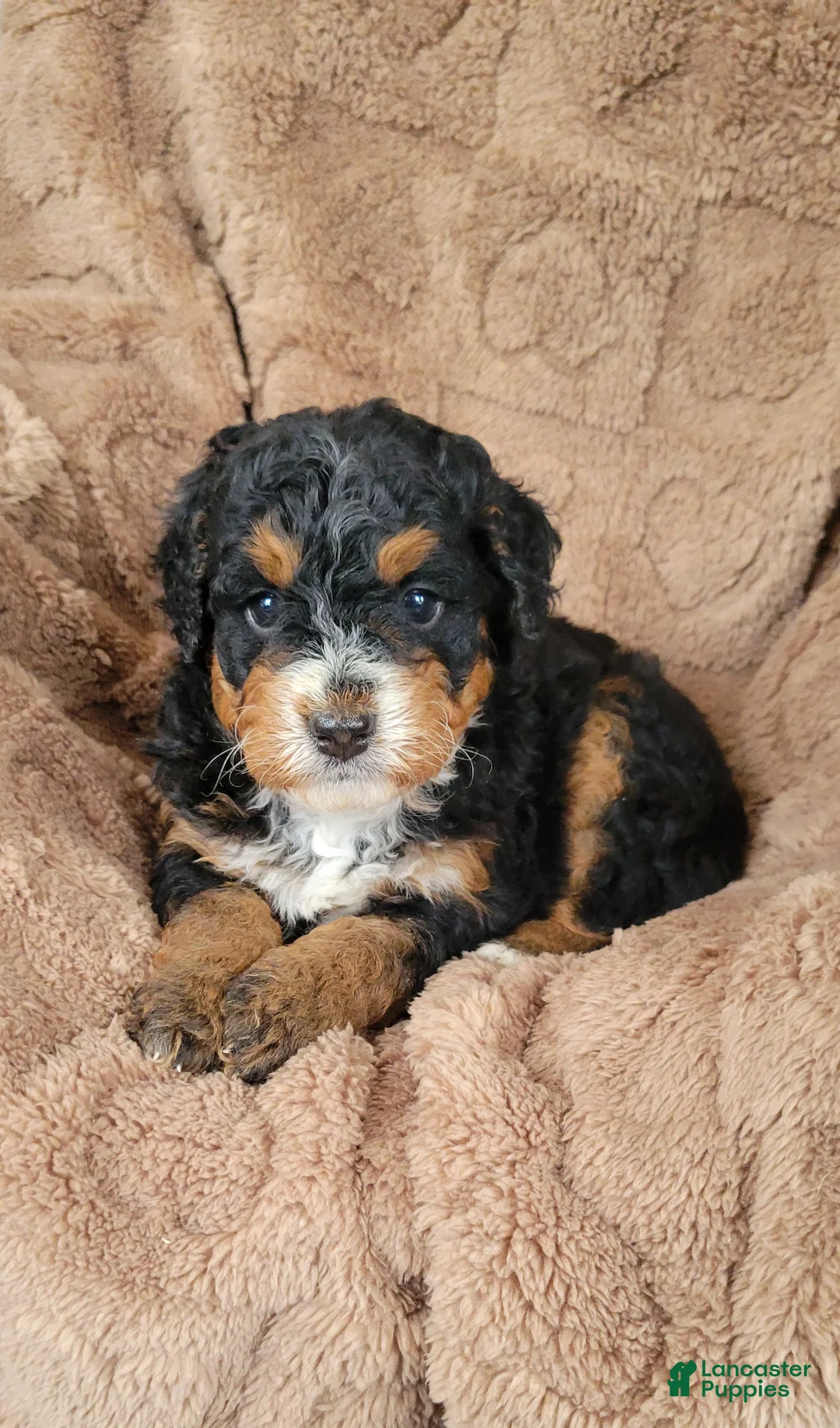 Mini Bernedoodle dogs for sale: Ace - Ad 14