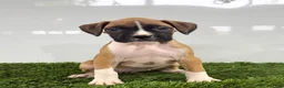 Boxer dogs for sale: Maci - Ad 3