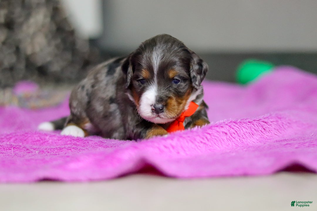 Mini Bernedoodle dogs for sale: Dakota — Male — $2499 - Ad 5