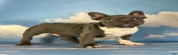 Frenchton dogs for sale: Lionel  - Ad 7