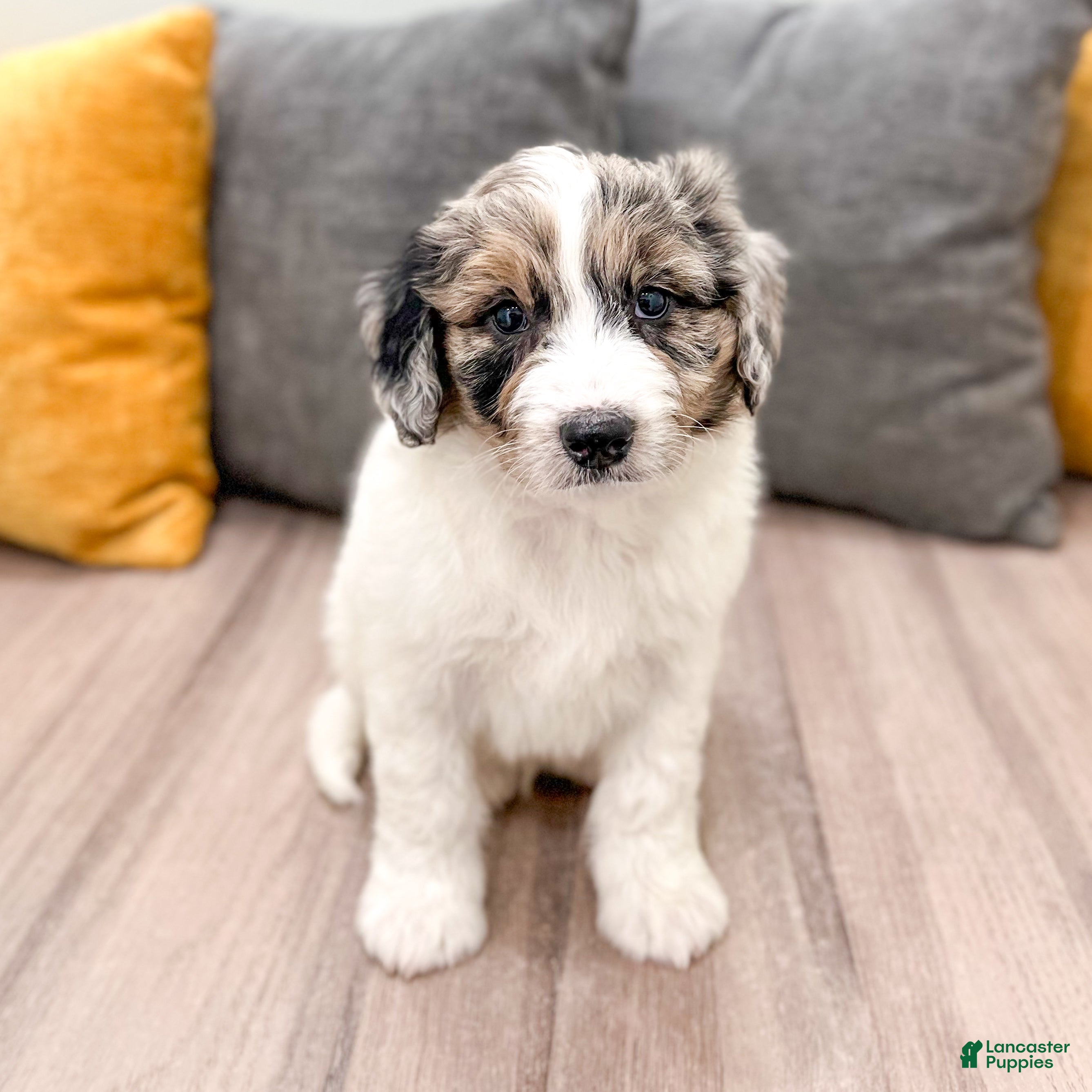 Aussiedoodle dogs for sale: Jasper - Ad 2