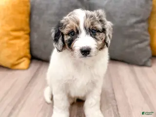 Aussiedoodle dogs for sale: Jasper - Ad 2