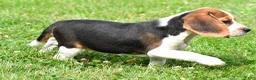 Beagle dogs for sale: Piper - Ad 4
