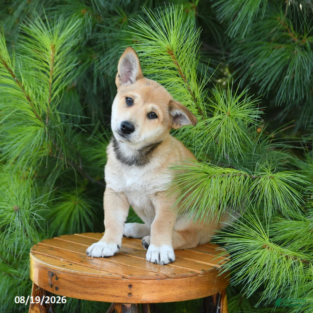 Shiba Inu dogs for sale: Sterling - Ad 1