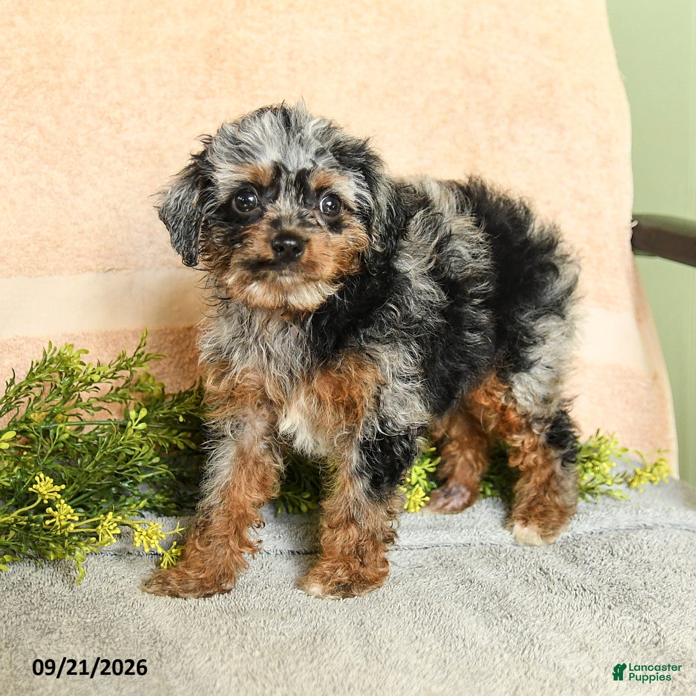 Mixed Breed dogs Callie - Ad 1