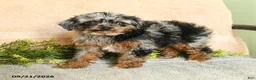 Mixed Breed dogs for sale: Callie - Ad 1
