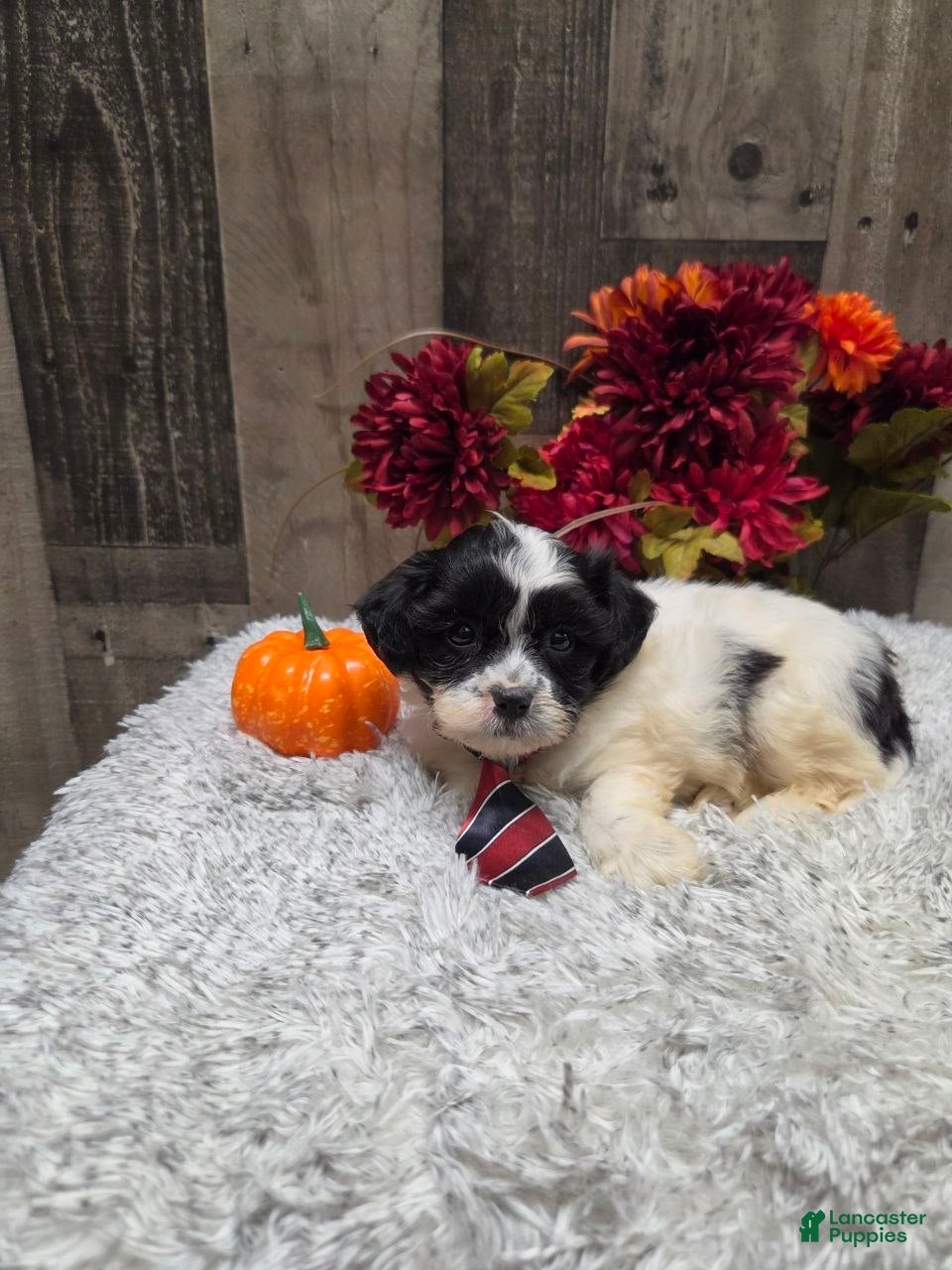 Teddy Bear dogs Austin - Ad 2
