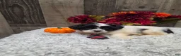 Teddy Bear dogs for sale: Austin - Ad 2