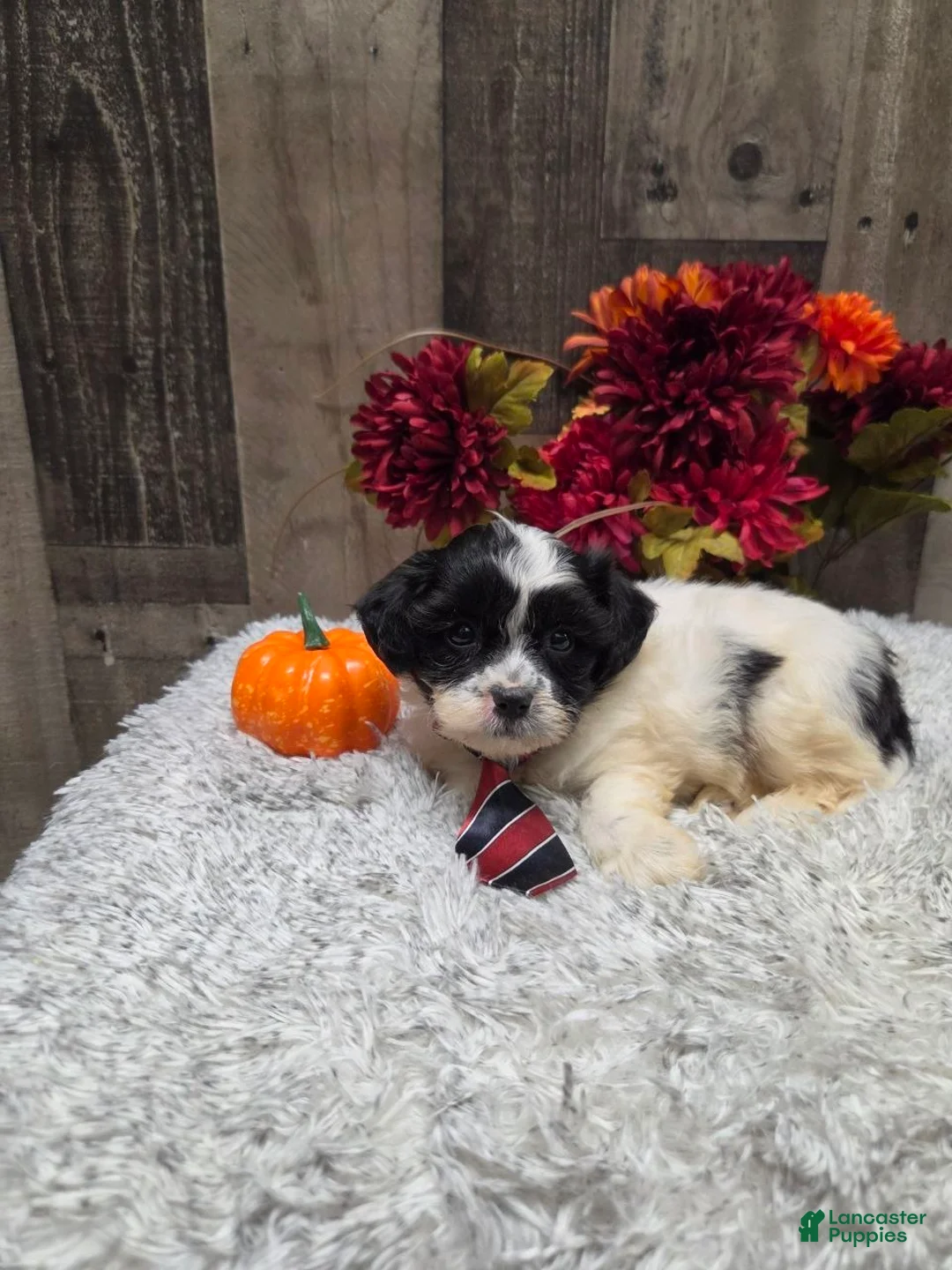 Teddy Bear dogs for sale: Austin - Ad 2