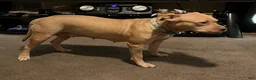 American Pit Bull Terrier dogs for sale: American Pit Bull Terrier 5 - Ad 2