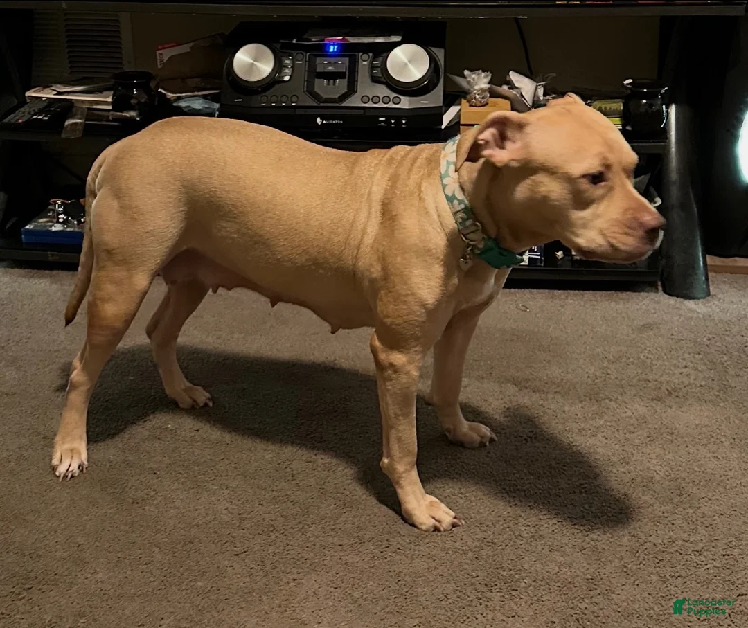 American Pit Bull Terrier dogs for sale: American Pit Bull Terrier 5 - Ad 2