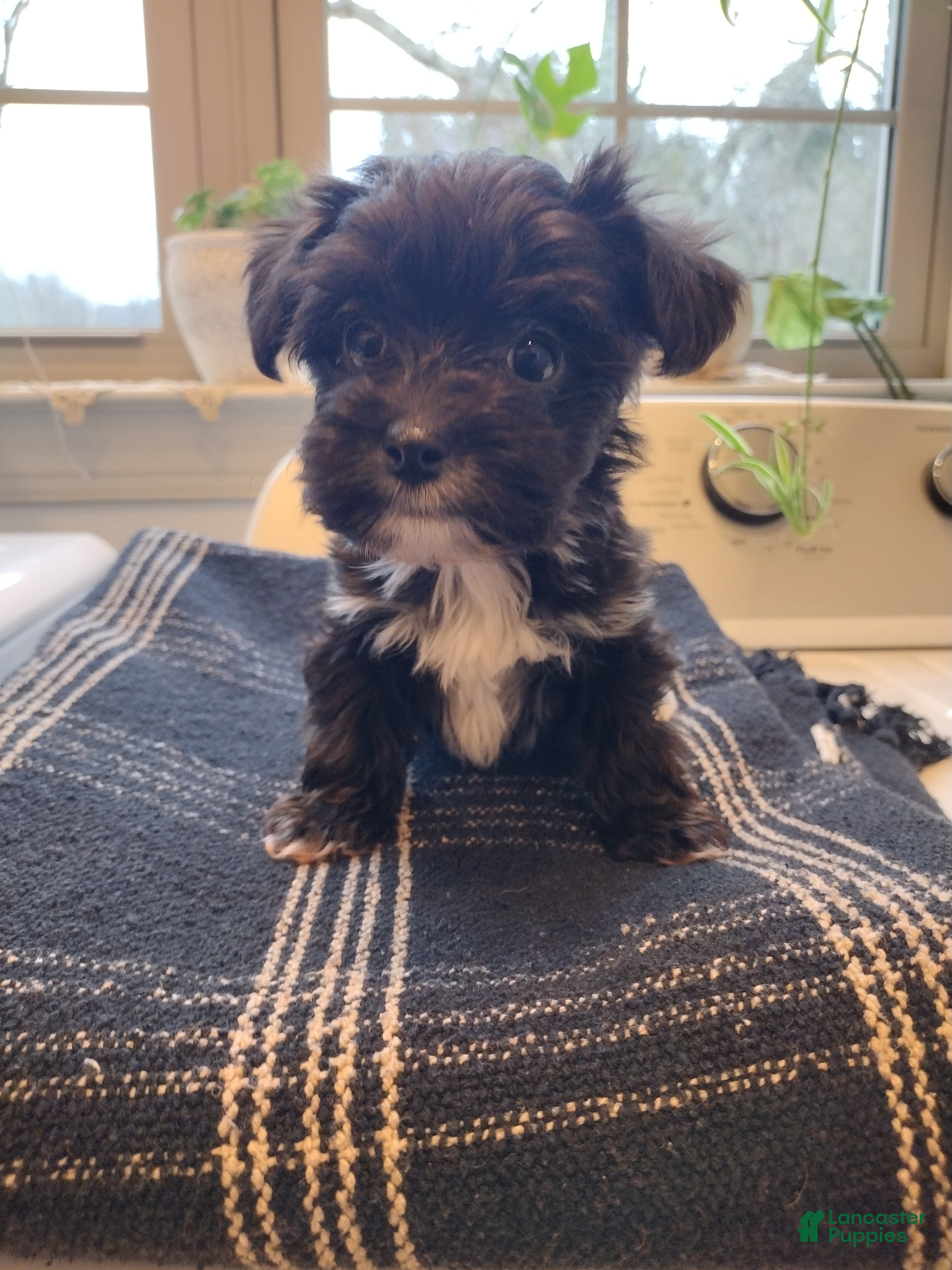 Yorkiepoo dogs for sale: Max - Ad 1