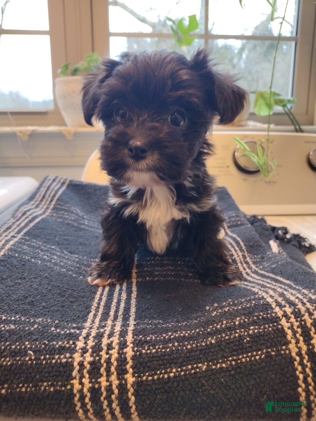 Yorkiepoo dogs for sale: Max - Ad 1