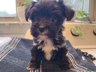 Yorkiepoo dogs Max - Ad 36