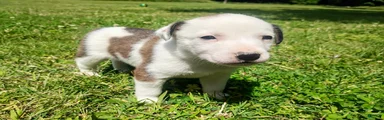Mixed Breed Puppy 3