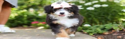 Mini Bernedoodle dogs for sale: LuLu - Ad 11