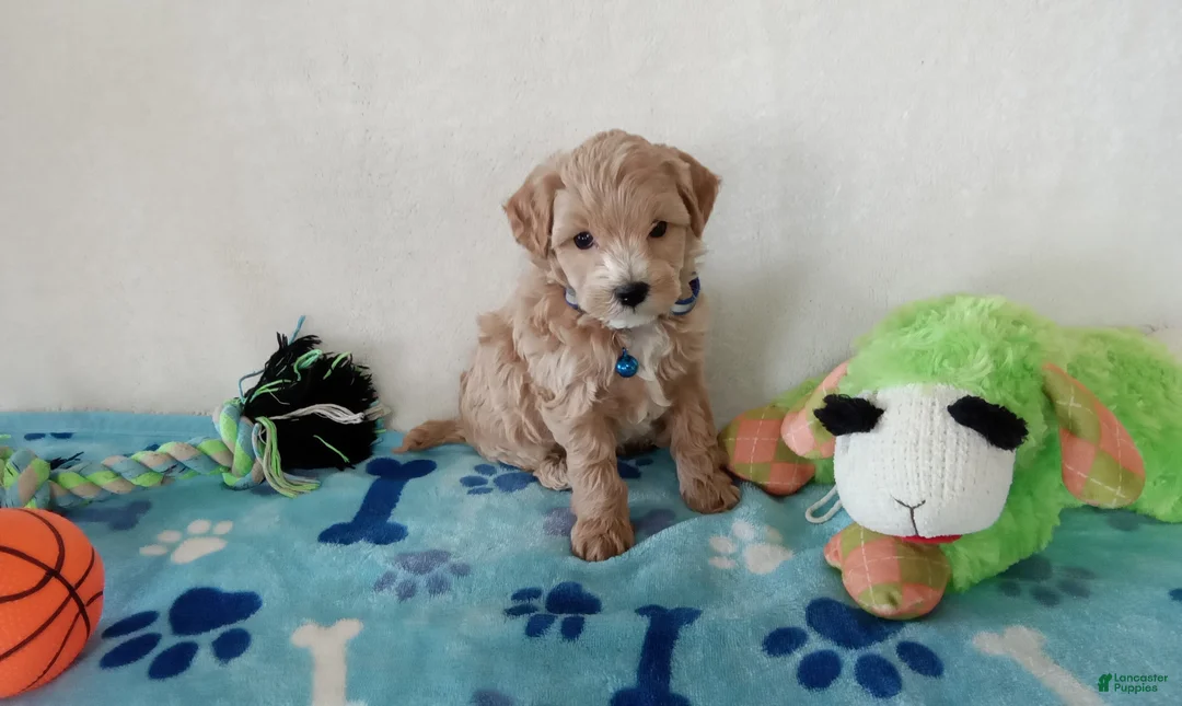 Cavapoo dogs for sale: Paws  - Ad 5