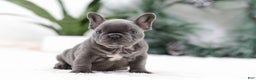 French Bulldog dogs for sale: Tara - Ad 5