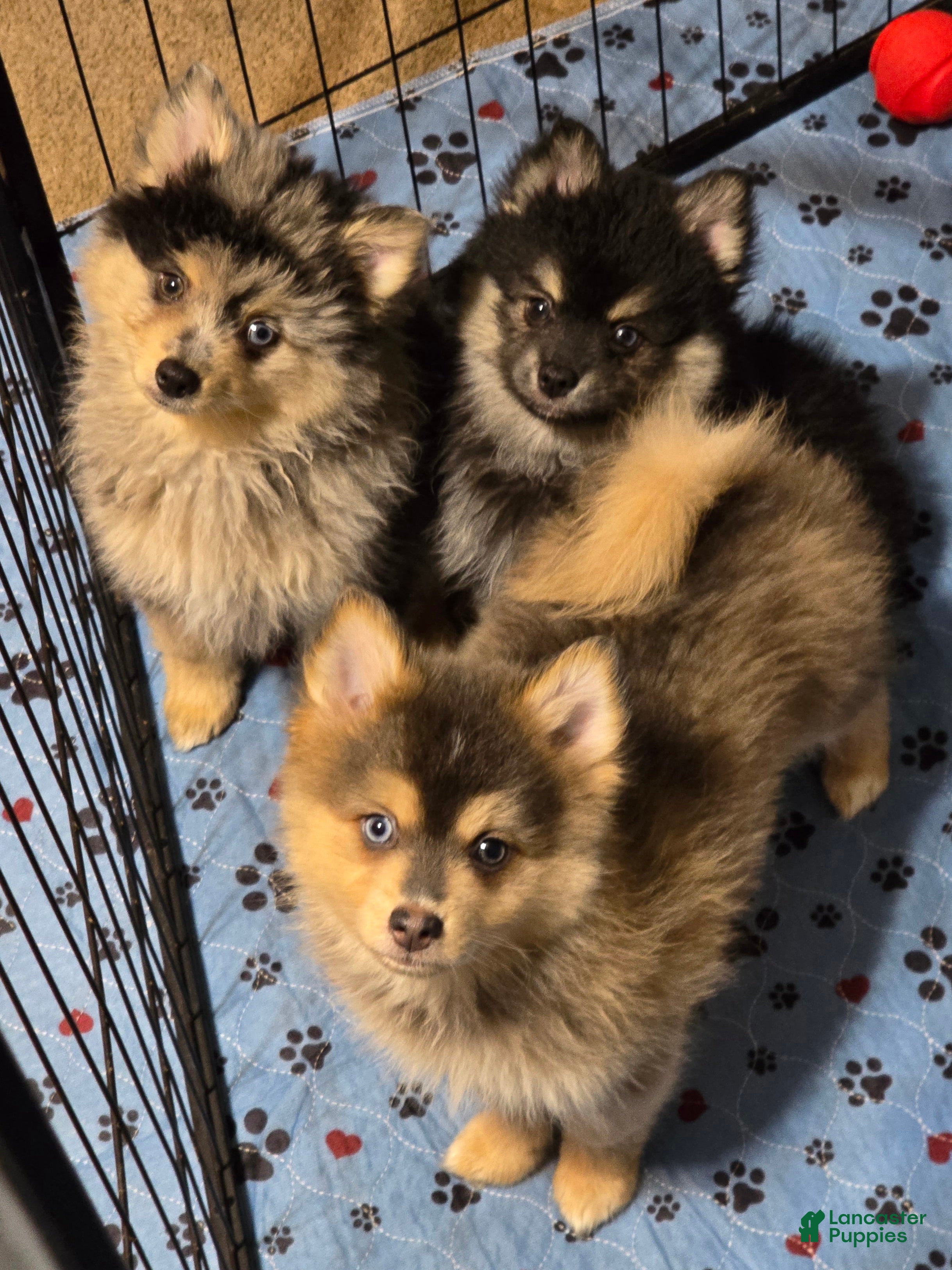 Pomsky dogs Blue boy - Ad 2