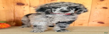 Zeek 